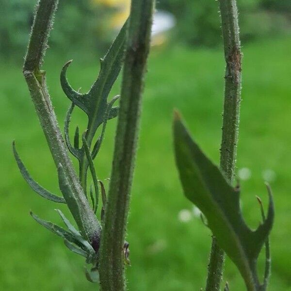 Crepis vesicaria Blad