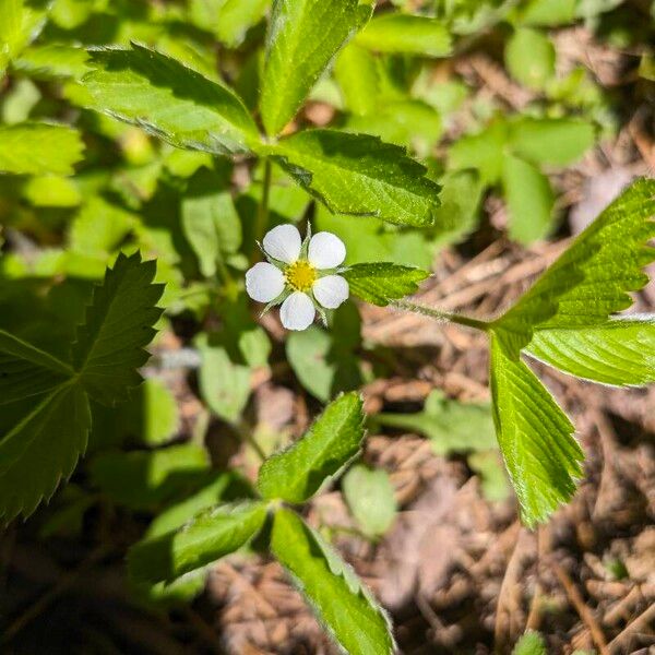 Fragaria virginiana Flor