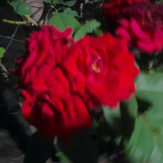 Rosa gallica Кветка