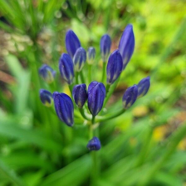 Agapanthus umbellatus Flower