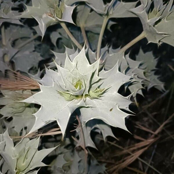 Eryngium maritimum Листок