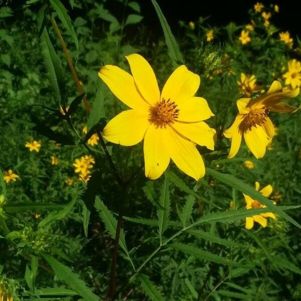 Bidens aristosa Õis