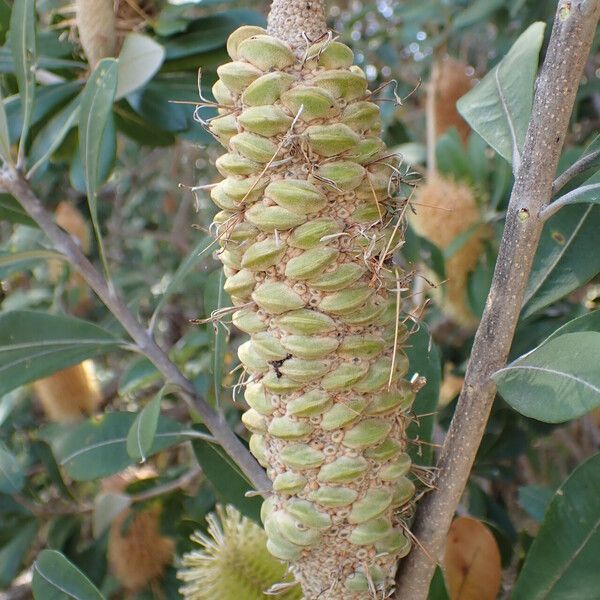 Banksia integrifolia Froito