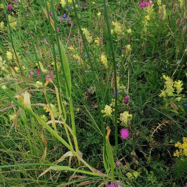 Allium scorodoprasum Foglia