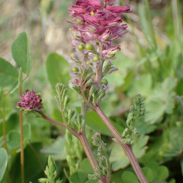 Fumaria densiflora Habit