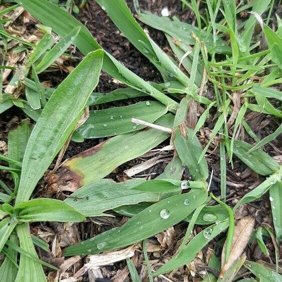 Digitaria sanguinalis 葉