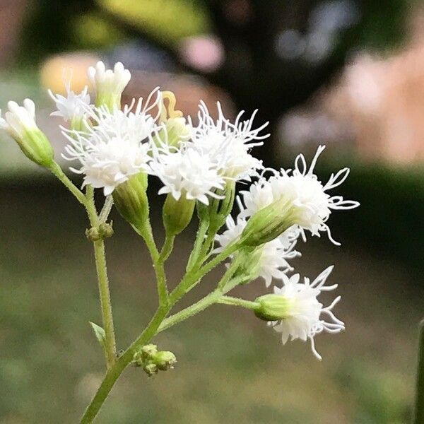 Ageratina aromatica Kvet