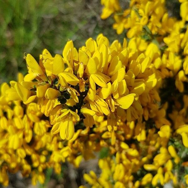 Genista scorpius Çiçek