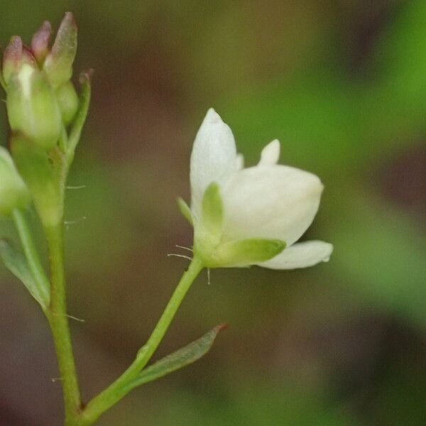 Veronica scutellata Flor