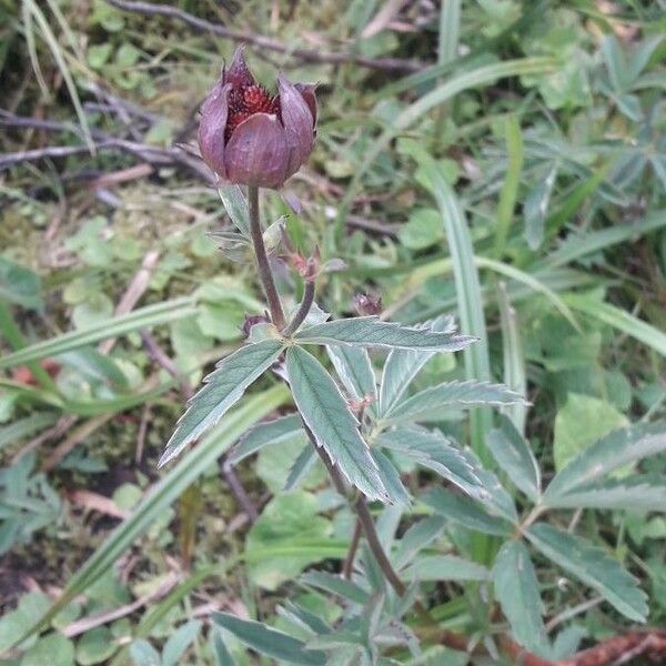 Comarum palustre 花