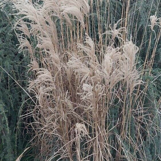 Miscanthus sinensis Kukka