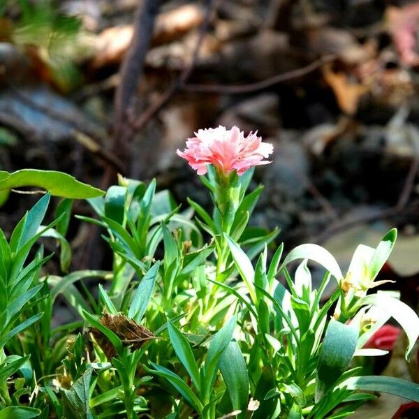 Dianthus plumarius Flower