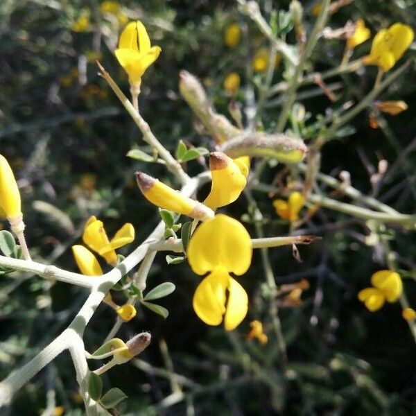 Genista scorpius Flower