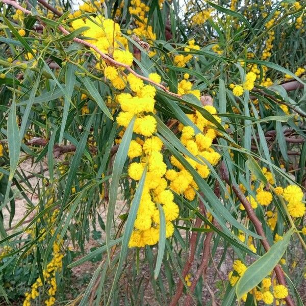 Acacia saligna Kukka