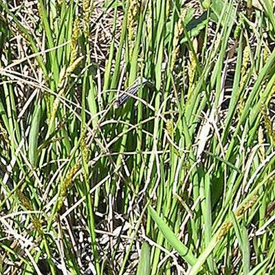 Carex sterilis Habitus