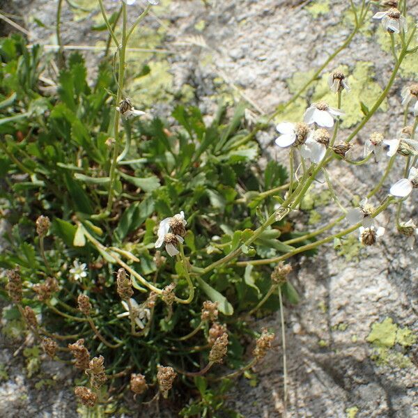 Achillea erba-rotta Συνήθη χαρακτηριστικά