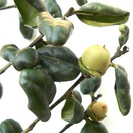 Diospyros pustulata Fruit