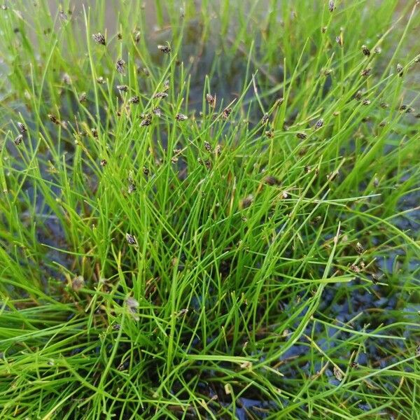 Isolepis setacea Ліст