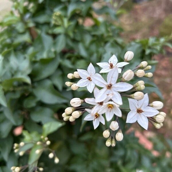 Solanum jasminoides Žiedas