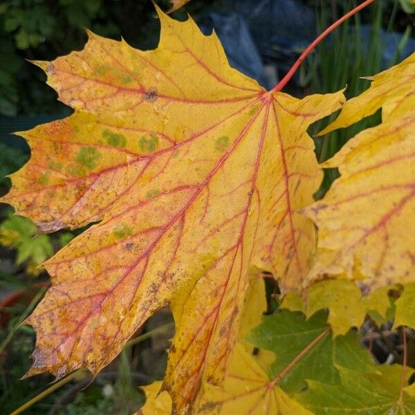 Acer platanoides Folla