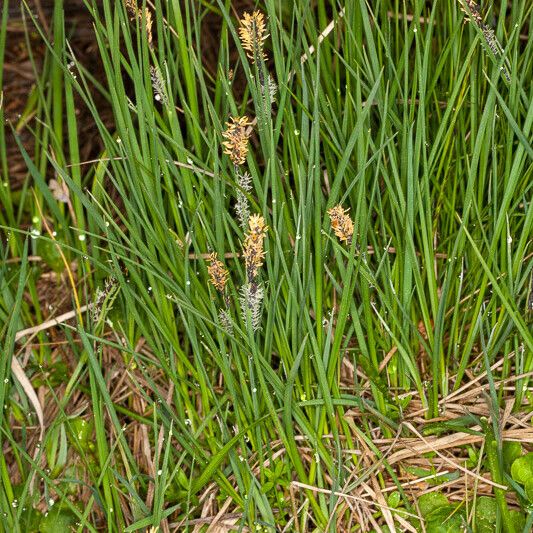 Carex nigra Habitus