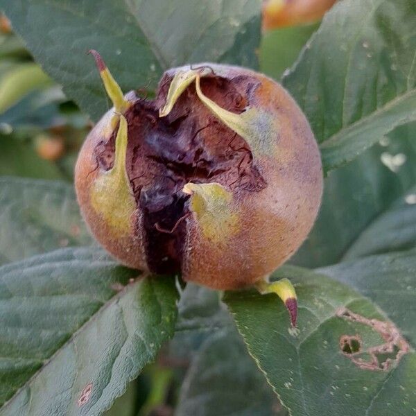 Crataegus germanica Meyve