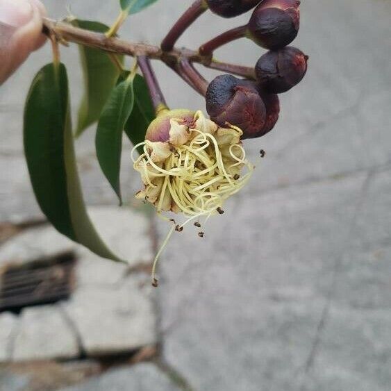 Lafoensia acuminata പുഷ്പം