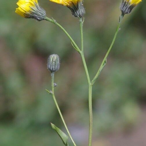 Hieracium chloropsis Other