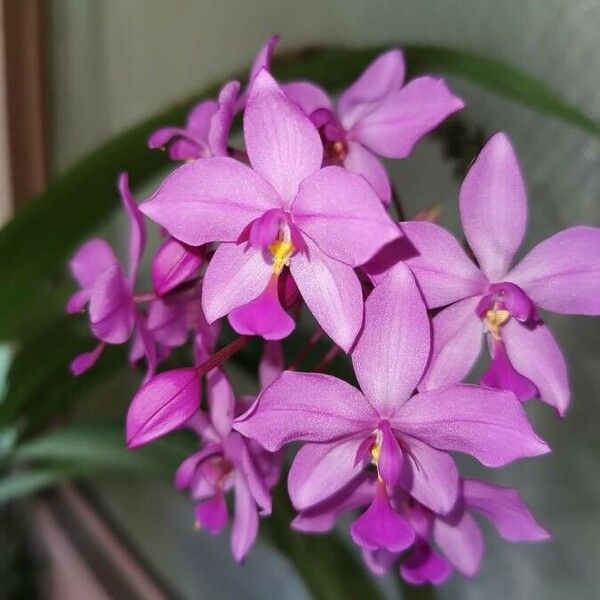 Spathoglottis plicata Blüte