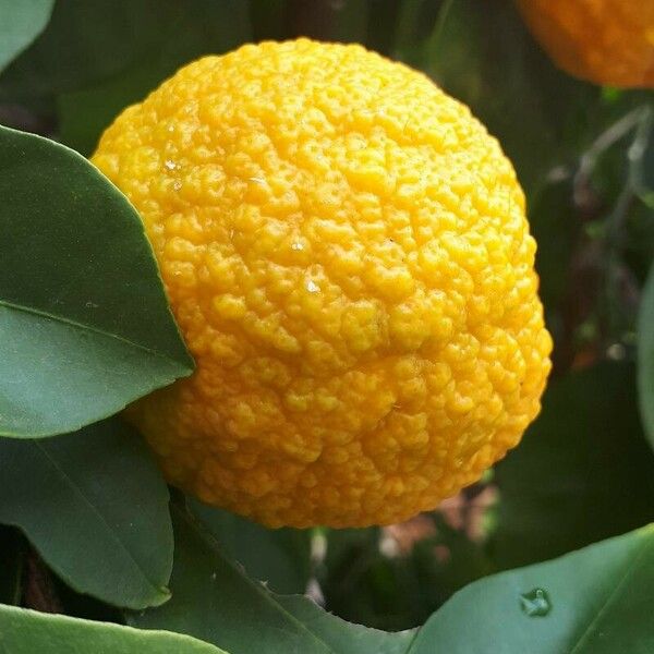 Citrus medica 花