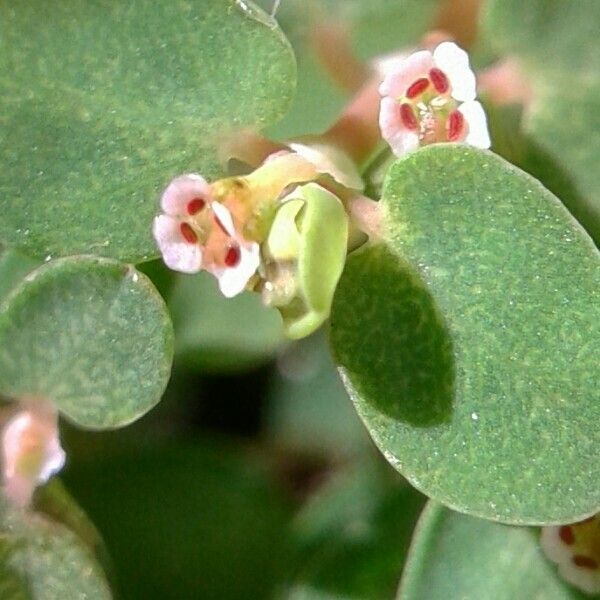 Euphorbia chamaesyce Flower