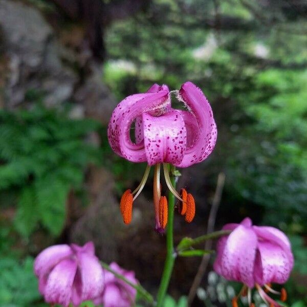 Lilium martagon Cvet