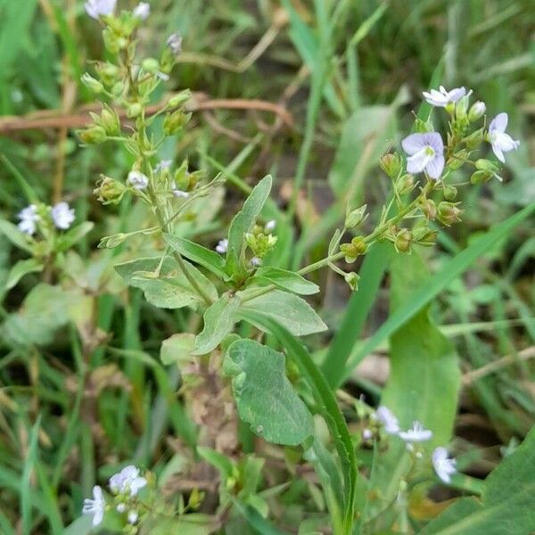 Veronica anagallis-aquatica Hábitos