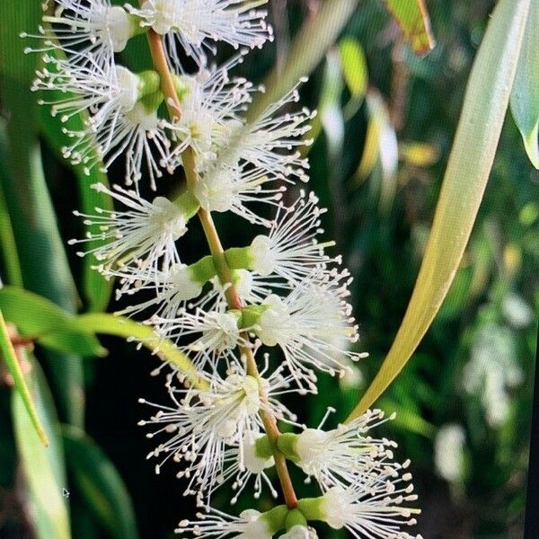 Melaleuca quinquenervia Lorea