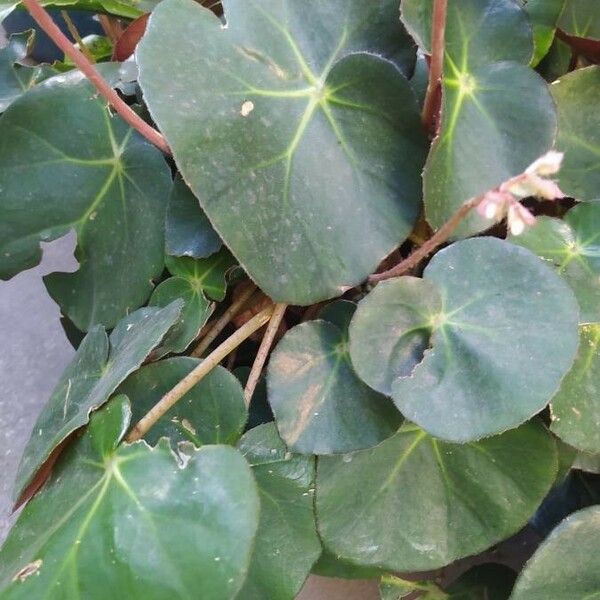 Begonia multinervia Leaf