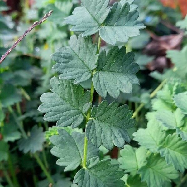 Sanguisorba minor Leaf