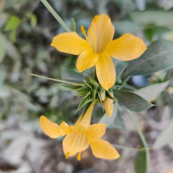 Barleria prionitis Flor