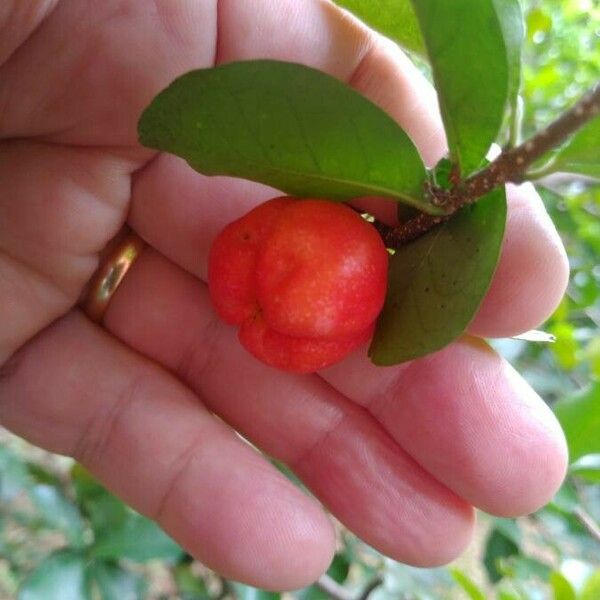 Malpighia glabra Fruit