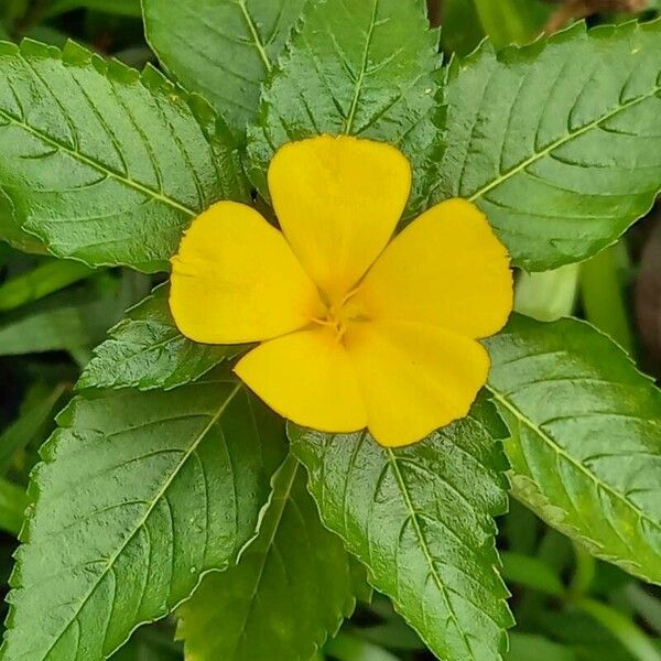 Turnera ulmifolia Virág