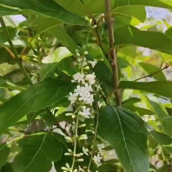 Citharexylum spinosum Fuelha