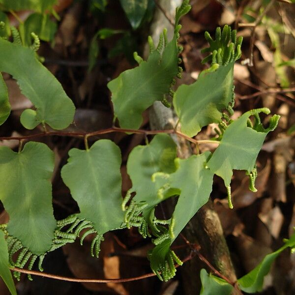 Lygodium microphyllum Folio