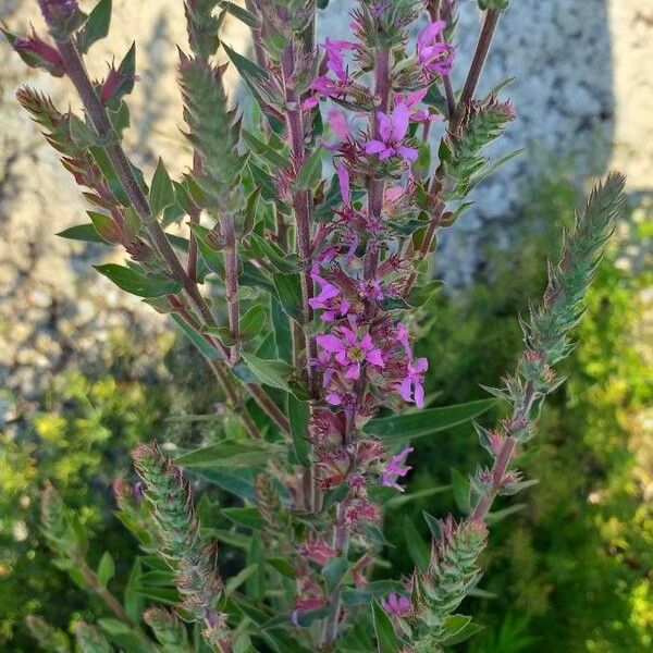 Lythrum salicaria Flower