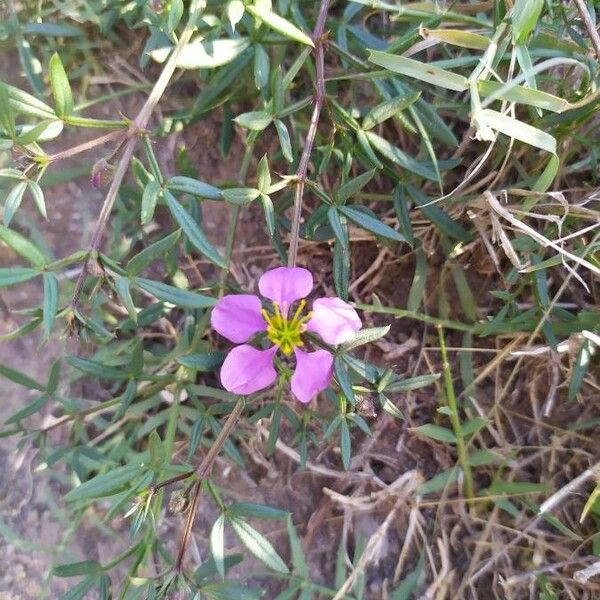 Zygophyllum creticum Flor