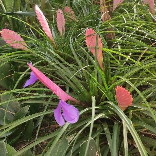 Tillandsia guatemalensis Агульны выгляд