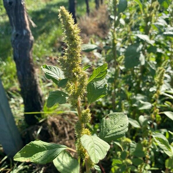 Amaranthus powellii Blomma