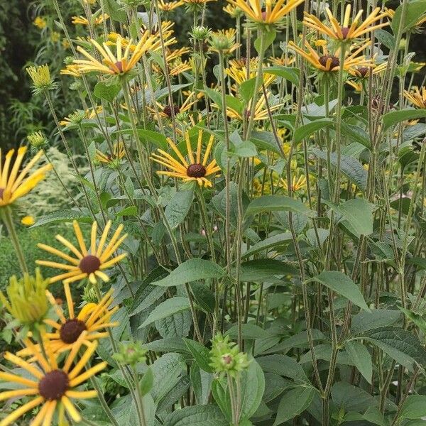 Rudbeckia subtomentosa Хабит