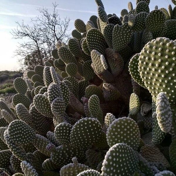 Opuntia microdasys (Bunny-ears prickly-pear)