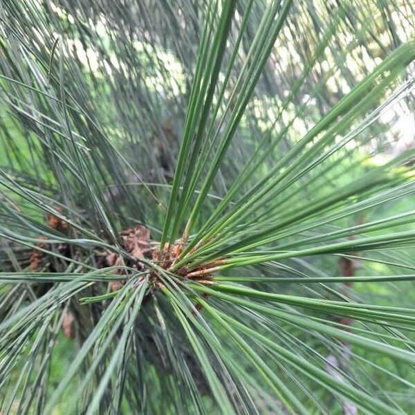 Pinus devoniana Hostoa