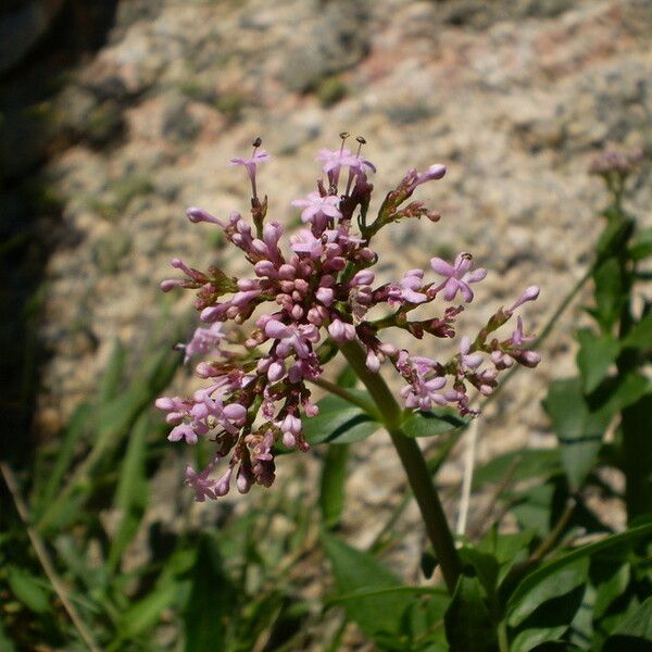 Centranthus trinervis Flower