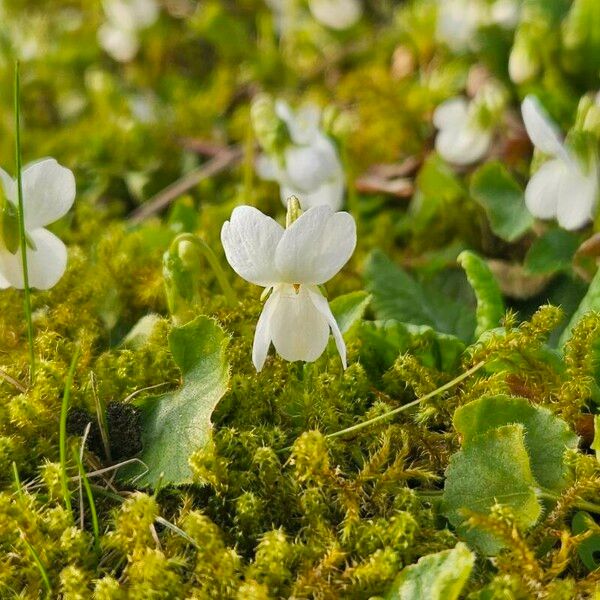 Viola alba Fleur